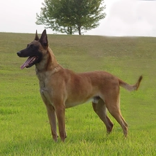 trees, Belgian Shepherd Malinois