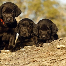 trees, Labradors, Three, Black