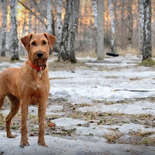 trees, dog-collar, terrier, viewes, irish