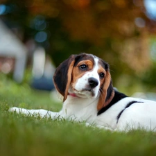 trees, Houses, dog, viewes, grass