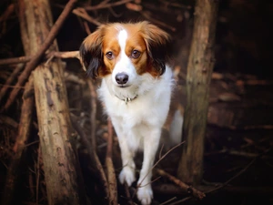 viewes, Alpine Dutch, trees