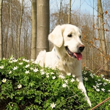 trees, Flowers, golden, viewes, retriever