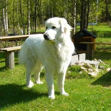 trees, bench, grass, White, viewes, Kuvasz