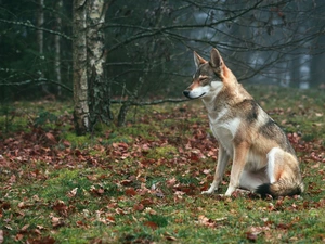 dog, trees, viewes, Czechoslovakian Wolfdog