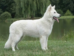 trees, viewes, Shepherd US-Canadian, water, White Swiss Shepherd