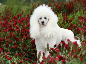 trefoil, White, poodle