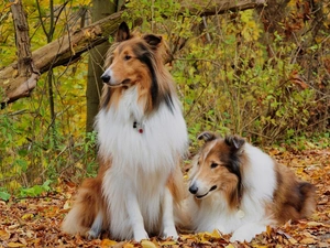 Scottish, Two cars, Tricolor, autumn, Collie, Shepherds