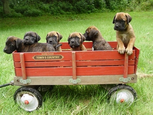 Bullmastiff, trolley, puppies