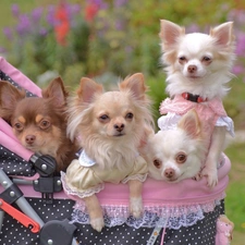 trolley, Chihuahua, four, puppies