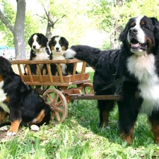 Puppies, trolley, Dogs