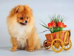 trolley, point, Tulips