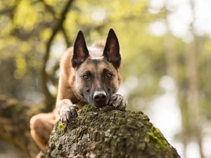 Belgian Shepherd Malinois, trunk