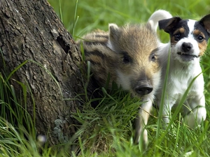 grass, trunk, Boar, dog, young