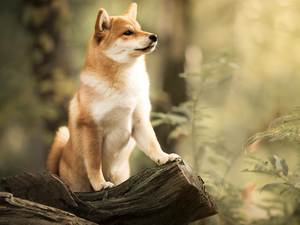 dog, trunk, Plants, Shiba inu