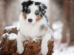 dog, trunk, snow, Australian Shepherd