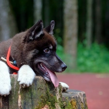 trees, trunk, Puppy