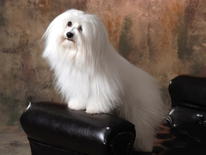 combed, Coton de Tulear