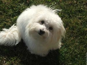 honeyed, Coton de Tulear