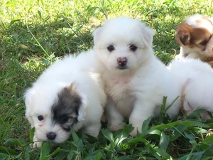 puppies, Coton de Tulear