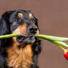 Hovawart, tulip, dog