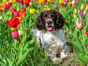 English Springer Spaniel, Tulips