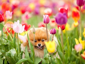 Flowers, Tulips, dog