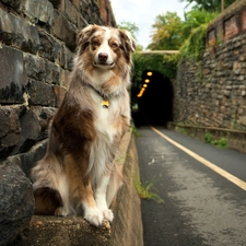 Way, tunnel, dog