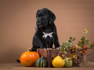 twig, dog, pumpkin