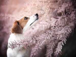dog, Light pink, Twigs, Alpine Dutch
