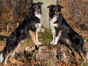 trunk, Two cars, Border Collie