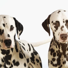 Dalmatians, Two cars