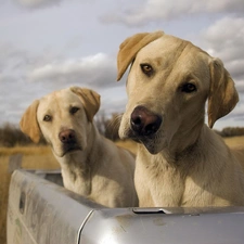 Dogs, Two cars