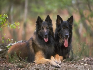 Belgian Shepherd Tervuren, Two cars, Dogs