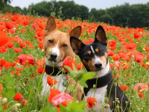 puppies, Basenji, papavers, Two cars, Meadow