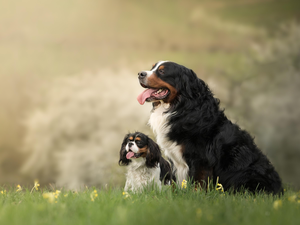 Two cars, King Charles Spaniel, Bernese Mountain Dog, Dogs