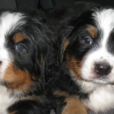 puppies, Two cars