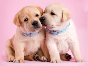 Puppies, Labrador, Two cars