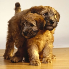 Puppies, Two cars