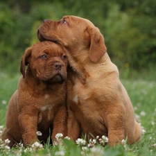 puppies, Two cars