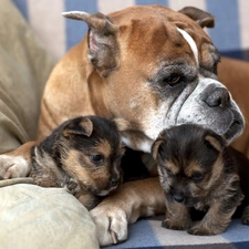 Two cars, Puppies, boxer