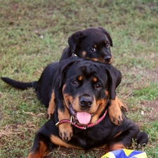 Rottweilers, Two cars