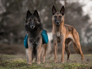 Two cars, Belgian Shepherd Tervuren, Belgian Shepherd Malinois, Dogs