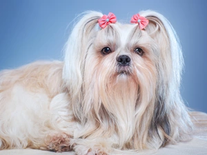 bow, doggy, Shih Tzu