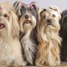 Tzu, Shih, four, puppies