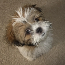 Shih Tzu, small