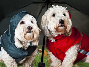 umbrella, White, Terrier, West, clothes, Highland