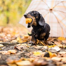 dachshund, Umbrella, dog