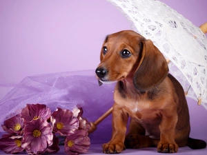 dog, umbrella, Flowers, Dachshund Shorthair
