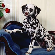 Vase, roses, Dalmatian, sofa