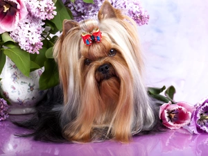 Australian Silky Terrier, Vase, Flowers, Loop